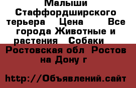 Малыши Стаффордширского терьера  › Цена ­ 1 - Все города Животные и растения » Собаки   . Ростовская обл.,Ростов-на-Дону г.